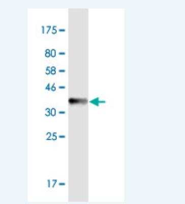 Western Blot: PHF6 Antibody (8F24) [H00084295-M01-100ug] - Detection against Immunogen (36.63 KDa) .