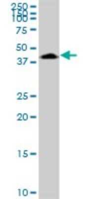 Western Blot: PHF6 Antibody [H00084295-B01P] - Analysis of PHF6 expression in Hela S3 NE.