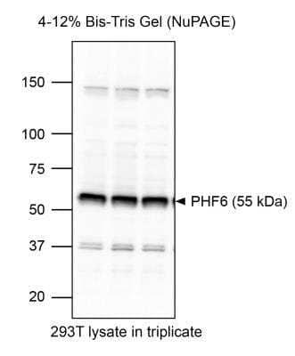 Western Blot: PHF6 Antibody [NB100-68262] - Image from a customer review testing on 293T cells.