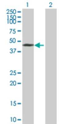 Western Blot: PHF7 Antibody [H00051533-B01P] - Analysis of PHF7 expression in transfected 293T cell line by PHF7 polyclonal antibody.  Lane 1: PHF7 transfected lysate(41.91 KDa). Lane 2: Non-transfected lysate.