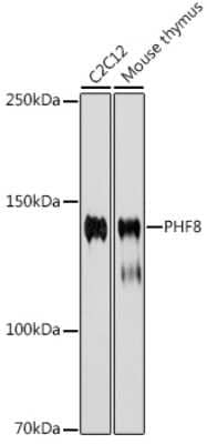 Western Blot: PHF8 Antibody (2H9D4) [NBP3-15910] - Western blot analysis of extracts of various cell lines, using PHF8 antibody (NBP3-15910) at 1:1000 dilution. Secondary antibody: HRP Goat Anti-Rabbit IgG (H+L) at 1:10000 dilution. Lysates/proteins: 25ug per lane. Blocking buffer: 3% nonfat dry milk in TBST. Detection: ECL Basic Kit. Exposure time: 180s.