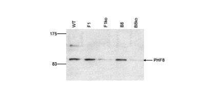 Western Blot: PHF8 Antibody [NBP2-62797] - E14TG2A mouse embryonic stem cells were transfected with a conditional allele of PHF8. Nuclear extracts from wild type cells (WT) and from 2 clones (F1, B8) with an active and a targeted allele (F1ko, B8ko), respectively, were analysed using the antibody against PHF8.