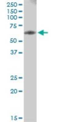 Western Blot: PHGDH Antibody [H00026227-B01P] - Analysis of PHGDH expression in Raw 264.7.