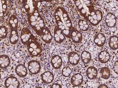 Immunohistochemistry-Paraffin: PHGR1 Antibody [NBP2-98121] - Immunochemical staining of human PHGR1 in human small intestine with rabbit polyclonal antibody at 1:100 dilution, formalin-fixed paraffin embedded sections.