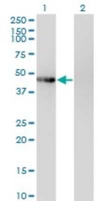 Western Blot: PHKG2 Antibody (2F4) [H00005261-M04] - Analysis of PHKG2 expression in transfected 293T cell line by PHKG2 monoclonal antibody (M04), clone 2F4. Lane 1: PHKG2 transfected lysate (Predicted MW: 46.4 KDa). Lane 2: Non-transfected lysate.