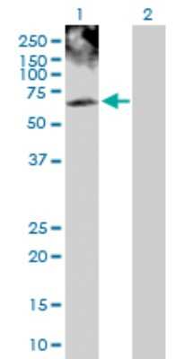 Western Blot: PHKG2 Antibody [H00005261-D01P] - Analysis of PHKG2 expression in transfected 293T cell line by PHKG2 polyclonal antibody.Lane 1: PHKG2 transfected lysate(46.40 KDa).Lane 2: Non-transfected lysate.