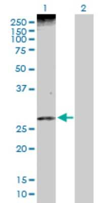 Western Blot: PHLDA1 Antibody [H00022822-D01P] - Analysis of PHLDA1 expression in transfected 293T cell line by PHLDA1 polyclonal antibody.Lane 1: PHLDA1 transfected lysate(29.50 KDa).Lane 2: Non-transfected lysate.