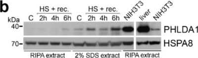 Western Blot: PHLDA1 Antibody [NBP1-84969] - PHLDA1 protein level analyzed by western blot in testes of mice subjected to heat shock and indicated recovery time. HSPA8 was used as loading control; proteins were extracted with either RIPA or 2% SDS buffer. Image collected and cropped by CiteAb from the following publication (//pubmed.ncbi.nlm.nih.gov/31906015/) licensed under a CC-BY license.