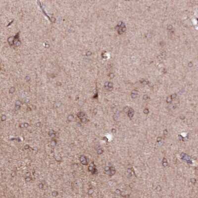 Immunohistochemistry-Paraffin: PHLDB1 Antibody [NBP1-90450] - Staining of human cerebral cortex shows moderate cytoplasmic immunoreactivity in neuronal cells as well as positivity in neuropil.