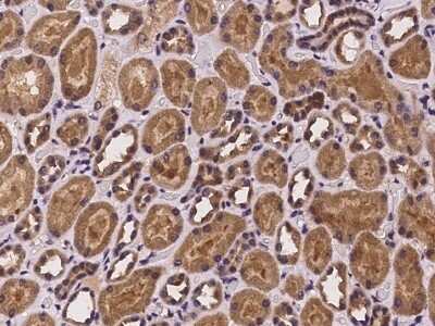 Immunohistochemistry-Paraffin: PHLDB2 Antibody [NBP2-97972] - Immunochemical staining of human PHLDB2 in human kidney with rabbit polyclonal antibody at 1:100 dilution, formalin-fixed paraffin embedded sections.