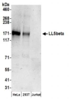 Western Blot: PHLDB2 Antibody [NBP2-36546] - Samples: Whole cell lysate (50 ug) from HeLa, 293T, and Jurkat cells prepared using NETN lysis buffer. Antibodies: Affinity purified rabbit anti-LL5beta antibody used for WB at 0.1 ug/ml. Detection: Chemiluminescence with an exposure time of 3 minutes