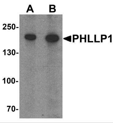Western Blot PHLPP Antibody - BSA Free