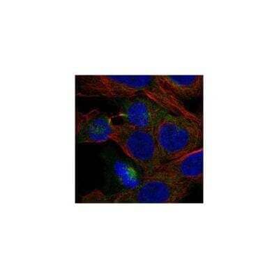 Immunocytochemistry/Immunofluorescence: PHLPP2 Antibody [NBP3-17909] - Staining of human cell line HAP1 shows localization to cytosol, cytokinetic bridge & mitotic spindle.