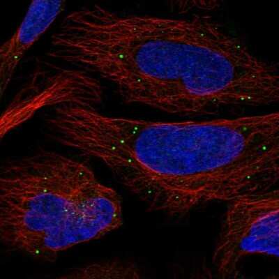 Immunocytochemistry/ Immunofluorescence PHOSPHO2 Antibody - BSA Free