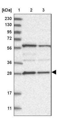 Western Blot PHOSPHO2 Antibody - BSA Free