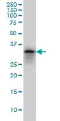 Western Blot: PHOX2A Antibody (4F6) [H00000401-M01] - PHOX2A monoclonal antibody (M01), clone 4F6 Analysis of PHOX2A expression in PC-12.