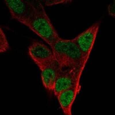 Immunocytochemistry/Immunofluorescence: PHOX2A Antibody [NBP3-17910] - Staining of human cell line SH-SY5Y shows localization to nucleoplasm.