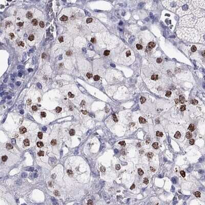 Immunohistochemistry-Paraffin: PHOX2A Antibody [NBP2-62721] - Staining of human adrenal gland shows high expression.