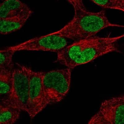 Immunocytochemistry/Immunofluorescence: PHOX2B Antibody [NBP2-57536] - Staining of human cell line SH-SY5Y shows localization to nucleoplasm. Antibody staining is shown in green.