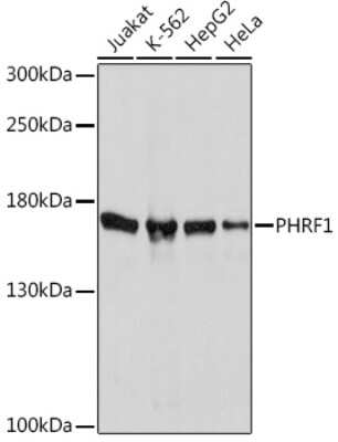 Western Blot: PHRF1 Antibody [NBP3-15531] - Western blot analysis of extracts of various cell lines, using PHRF1 Rabbit pAb (NBP3-15531) at 1:1000 dilution. Secondary antibody: HRP Goat Anti-Rabbit IgG (H+L) at 1:10000 dilution. Lysates/proteins: 25ug per lane. Blocking buffer: 3% nonfat dry milk in TBST. Detection: ECL Basic Kit. Exposure time: 10s.