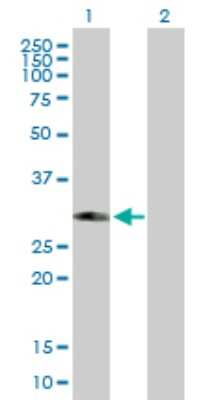 Western Blot: PHYHD1 Antibody [H00254295-B01P] - Analysis of PHYHD1 expression in transfected 293T cell line by PHYHD1 polyclonal antibody.  Lane 1: PHYHD1 transfected lysate(32.67 KDa). Lane 2: Non-transfected lysate.