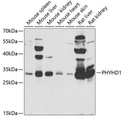 Western Blot PHYHD1 Antibody - BSA Free