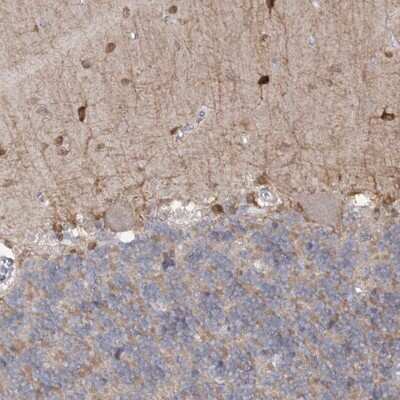 Immunohistochemistry-Paraffin: PHYHIPL Antibody [NBP1-84858] - Staining of human cerebellum shows strong cytoplasmic positivity in cells in molecular layer.