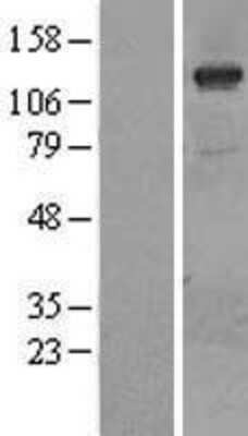 Western Blot: PI 3 Kinase catalytic subunit gamma Overexpression Lysate (Adult Normal) [NBL1-14418] Left-Empty vector transfected control cell lysate (HEK293 cell lysate); Right -Over-expression Lysate for PI 3 Kinase catalytic subunit gamma.