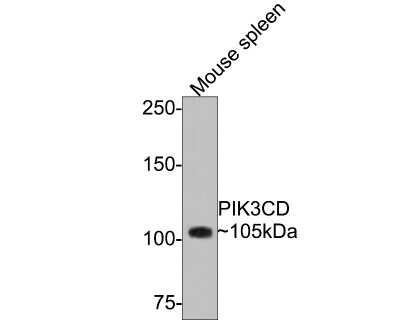 Western Blot: PI 3-Kinase p110 delta Antibody (JM83-24) [NBP2-67055] - Analysis of PI 3-Kinase p110 delta on mouse spleen tissue lysates with Rabbit anti-PI 3-Kinase p110 delta antibody at 1/500 dilution. Lysates/proteins at 20 ug/Lane. Predicted band size: 119 kDa Observed band size: 105 kDa. Exposure time: 2 minutes; 6% SDS-PAGE gel. Proteins were transferred to a PVDF membrane and blocked with 5% NFDM/TBST for 1 hour at room temperature. The primary antibody at 1/500 dilution was used in 5% NFDM/TBST at room temperature for 2 hours. Goat Anti-Rabbit IgG - HRP Secondary Antibody at 1:300,000 dilution was used for 1 hour at room temperature.