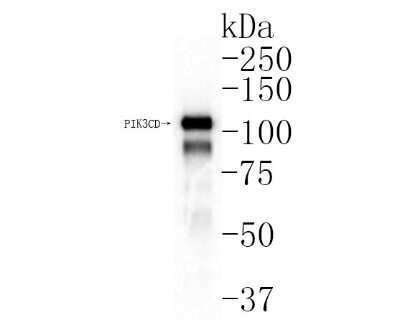 Western Blot: PI 3-Kinase p110 delta Antibody (JM83-24) [NBP2-67055] - Analysis of PI 3-Kinase p110 delta on rat spleen tissue lysates. Proteins were transferred to a PVDF membrane and blocked with 5% BSA in PBS for 1 hour at room temperature. The primary antibody (1/500) was used in 5% BSA at room temperature for 2 hours. Goat Anti-Rabbit IgG - HRP Secondary Antibody at 1:200,000 dilution was used for 1 hour at room temperature.
