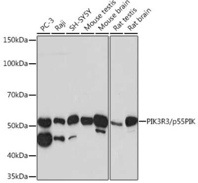 Western Blot: PI 3-Kinase p55 gamma Antibody (2I10M9) [NBP3-16308] - Western blot analysis of extracts of various cell lines, using PI 3-Kinase p55 gamma Rabbit mAb (NBP3-16308) at 1:1000 dilution. Secondary antibody: HRP Goat Anti-Rabbit IgG (H+L) at 1:10000 dilution. Lysates/proteins: 25ug per lane. Blocking buffer: 3% nonfat dry milk in TBST. Detection: ECL Basic Kit. Exposure time: 30s.