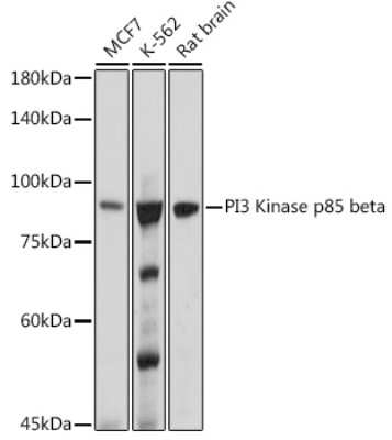 Western Blot: PI 3-Kinase p85 beta Antibody (6E2F5) [NBP3-16493] - Western blot analysis of extracts of various cell lines, using PI 3-Kinase p85 beta antibody (NBP3-16493) at 1:1000 dilution. Secondary antibody: HRP Goat Anti-Rabbit IgG (H+L) at 1:10000 dilution. Lysates/proteins: 25ug per lane. Blocking buffer: 3% nonfat dry milk in TBST. Detection: ECL Basic Kit. Exposure time: 180s.