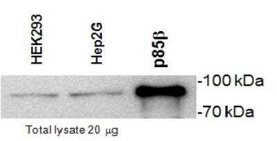 Western Blot: PI 3-Kinase p85 beta Antibody (T15) [NB100-65590] - Analysis of HEK293 and HepG2 cell lysates with Mouse anti Bovine PI-3 kinase p85 subunit beta, recombinant p85beta is included as a positive control.