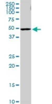 Western Blot: PI4K2A Antibody [H00055361-B01P] - Analysis of PI4K2A expression in HepG2.