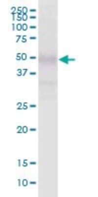 Western Blot PI4KAP2 Antibody - Azide and BSA Free