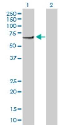 Western Blot PI4KAP2 Antibody - Azide and BSA Free