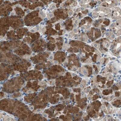 Immunohistochemistry-Paraffin: PI4KB/PI4KIII beta Antibody [NBP1-80906] - Staining of human stomach shows strong cytoplasmic positivity in glandular cells.