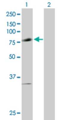 Western Blot: PIAS1 Antibody [H00008554-B01P] - Analysis of PIAS1 expression in transfected 293T cell line by PIAS1 polyclonal antibody.  Lane 1: PIAS1 transfected lysate(71.61 KDa). Lane 2: Non-transfected lysate.