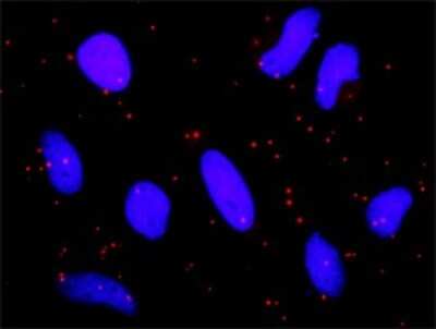 Proximity Ligation Assay: PIAS2 Antibody [H00009063-D01P] - Analysis of protein-protein interactions between PIAS2 and CDKN2B. HeLa cells were stained with anti-PIAS2 rabbit purified polyclonal 1:1200 and anti-CDKN2B mouse monoclonal antibody 1:50. Each red dot represents the detection of protein-protein interaction complex, and nuclei were counterstained with DAPI (blue).