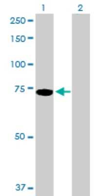 Western Blot: PIAS2 Antibody [H00009063-D01P] - Analysis of PIAS2 expression in transfected 293T cell line by PIAS2 polyclonal antibody.Lane 1: PIAS2 transfected lysate(63.40 KDa).Lane 2: Non-transfected lysate.