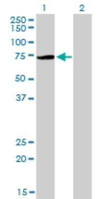 Western Blot: PIAS3 Antibody (4F12) [H00010401-M03] - Analysis of PIAS3 expression in transfected 293T cell line by PIAS3 monoclonal antibody (M03), clone 4F12. Lane 1: PIAS3 transfected lysatE (67 KDa). Lane 2: Non-transfected lysate.