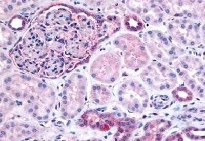 Immunohistochemistry-Paraffin: PIB5PA Antibody - BSA Free [NB110-39039] - Analysis of anti-INPP5J / PIB5PA antibody with human glomerulus and renal tubular epithelium in cortex at concentration 15 ug/ml.