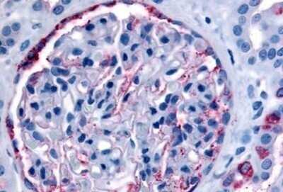 Immunohistochemistry-Paraffin: PIB5PA Antibody [NB110-39030] - Analysis of anti-INPP5J / PIB5PA antibody with human glomerulus and renal tubular epithelium in cortex at concentration 15 ug/ml.