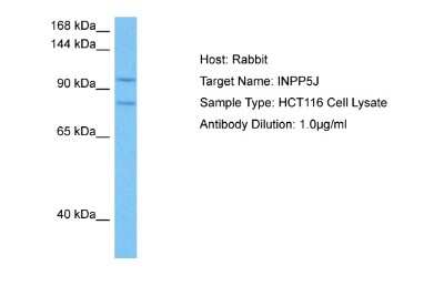 Western Blot PIB5PA Antibody - BSA Free