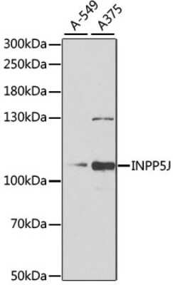 Western Blot PIB5PA Antibody - BSA Free