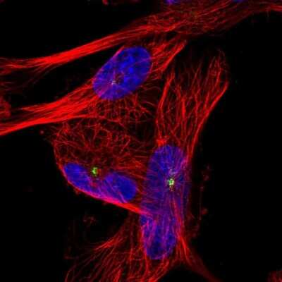 Immunocytochemistry/Immunofluorescence: PIBF1 Antibody [NBP2-56805] - Staining of human cell line U-251 MG shows localization to microtubule organizing center.