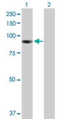 Western Blot: PIBF1 Antibody [H00010464-B01P] - Analysis of PIBF1 expression in transfected 293T cell line by PIBF1 polyclonal antibody.  Lane 1: C13orf24 transfected lysate(83.27 KDa). Lane 2: Non-transfected lysate.
