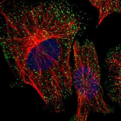 <b>Orthogonal Strategies Validation. </b>Immunocytochemistry/Immunofluorescence: PICALM Antibody [NBP1-86659] - Staining of human cell line U-251 MG shows localization to vesicles.