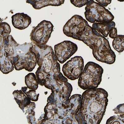 Immunohistochemistry-Paraffin: PICALM Antibody [NBP1-86658] - Staining of human placenta shows strong membranous and cytoplasmic positivity in trophoblastic cells.