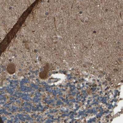 Immunohistochemistry-Paraffin: PICALM Antibody [NBP1-86659] - Staining of human cerebellum shows moderate cytoplasmic positivity in Purkinje cells.